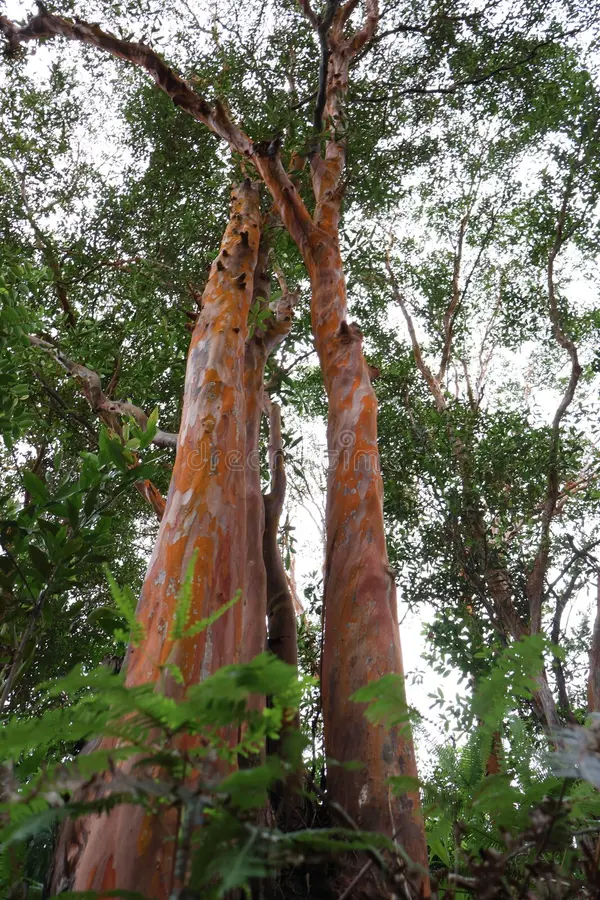 Pohon Pelawan